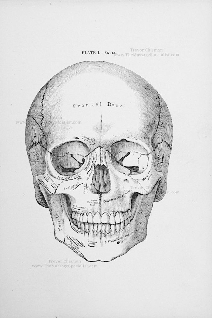 A Manual of Artistic Anatomy