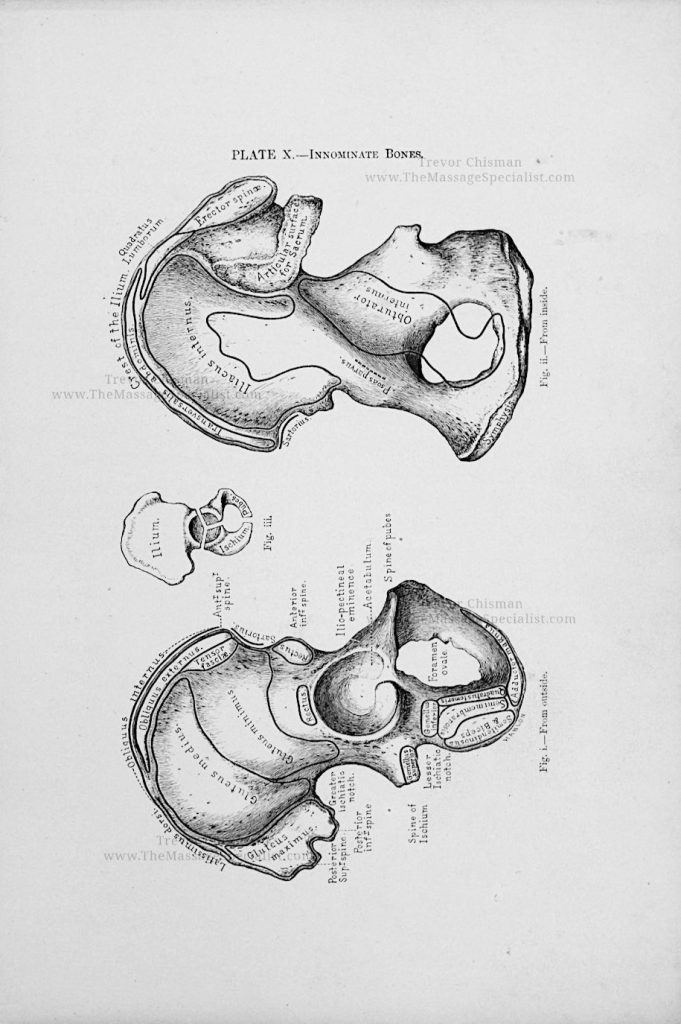 A Manual of Artistic Anatomy