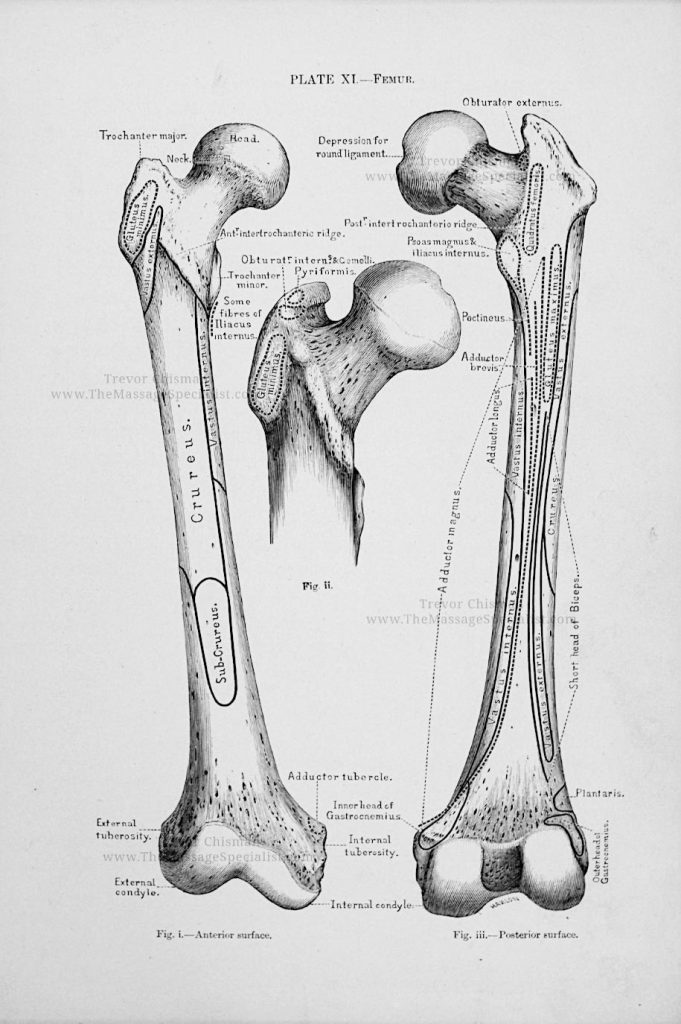 A Manual of Artistic Anatomy