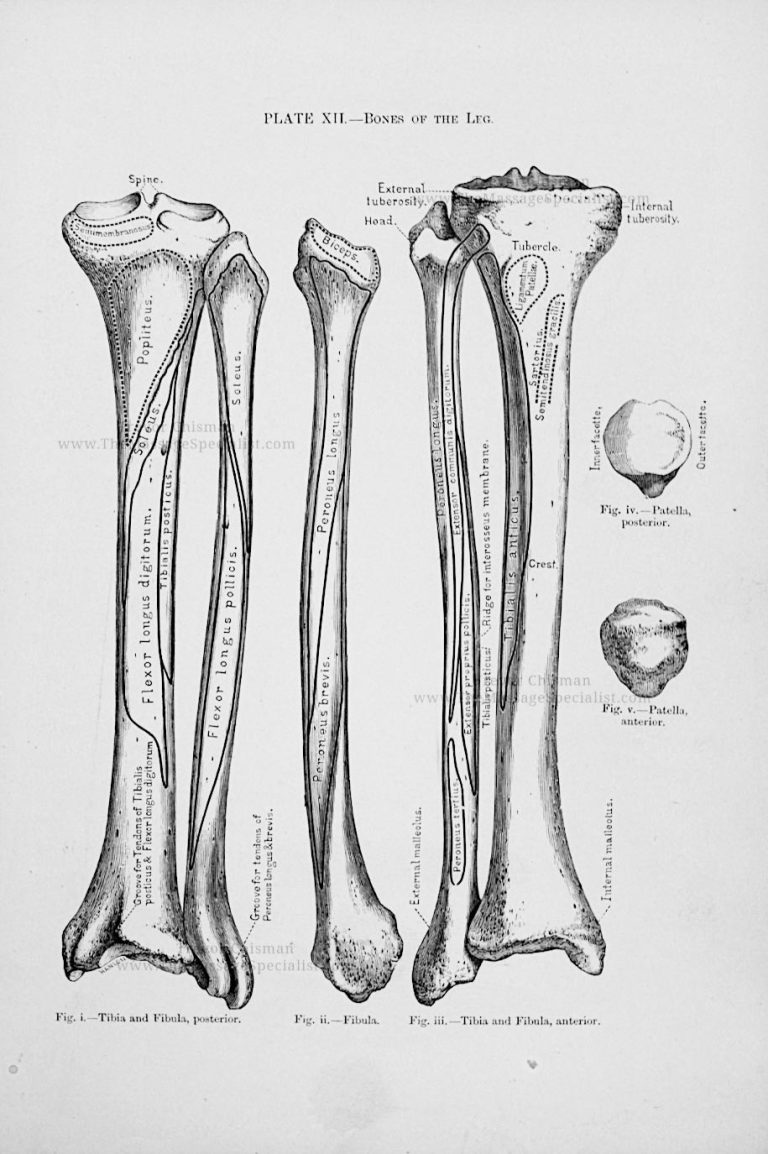 A Manual of Artistic Anatomy
