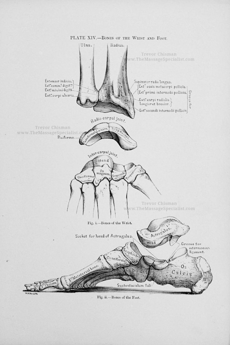 A Manual of Artistic Anatomy