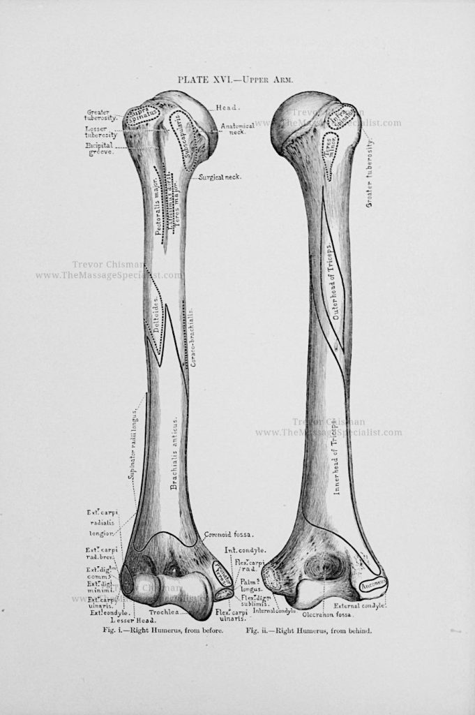 A Manual of Artistic Anatomy