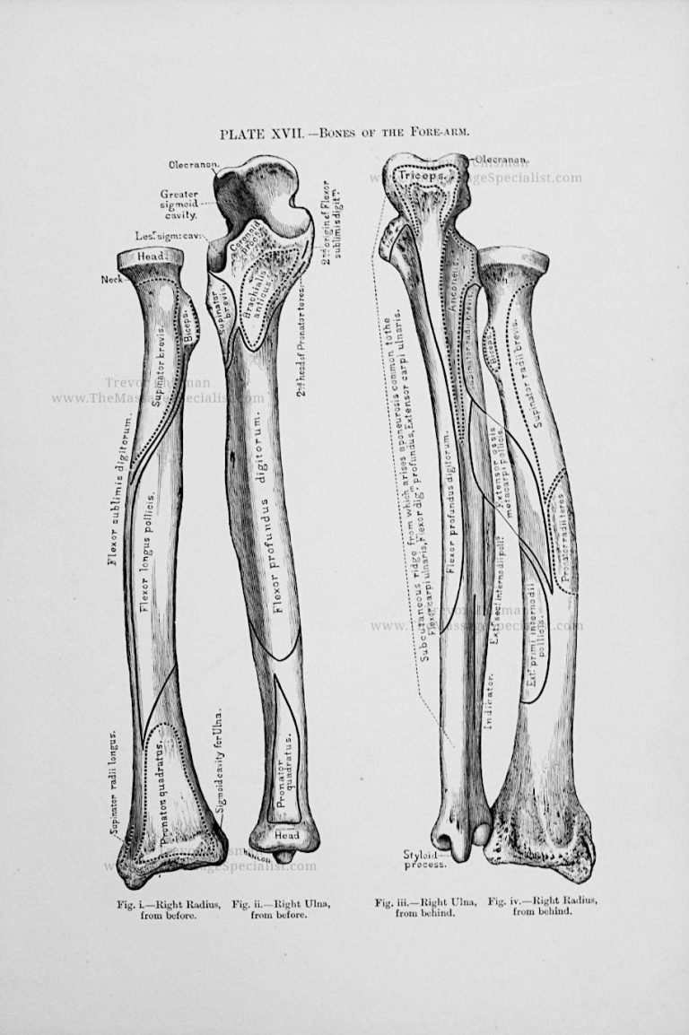 A Manual of Artistic Anatomy