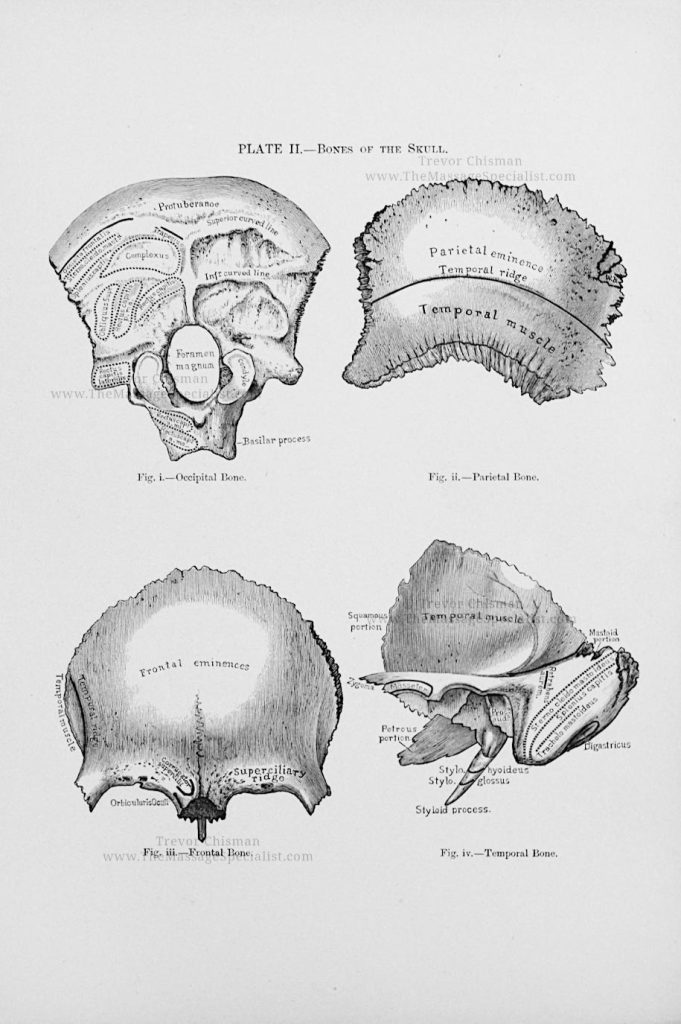 A Manual of Artistic Anatomy