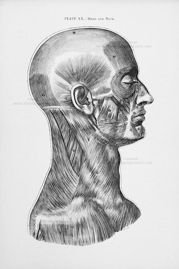 A Manual of Artistic Anatomy