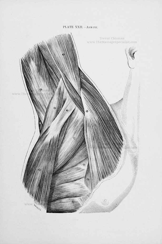 A Manual of Artistic Anatomy