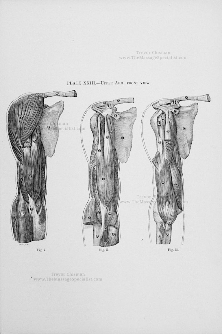 A Manual of Artistic Anatomy