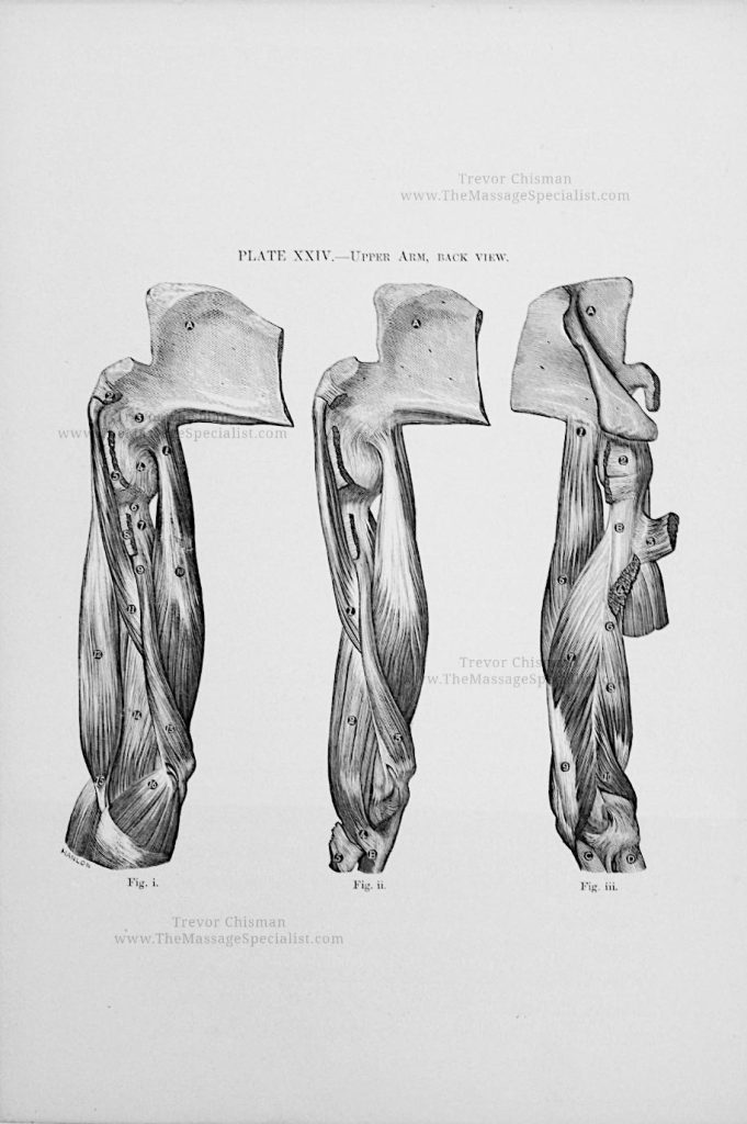 A Manual of Artistic Anatomy