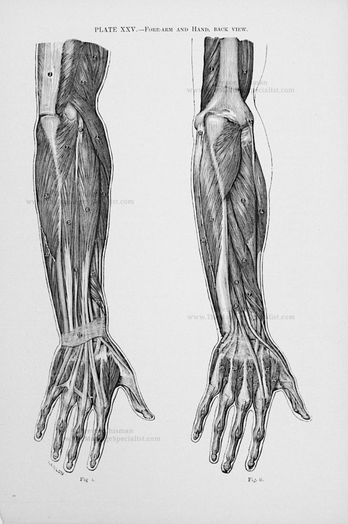 A Manual of Artistic Anatomy