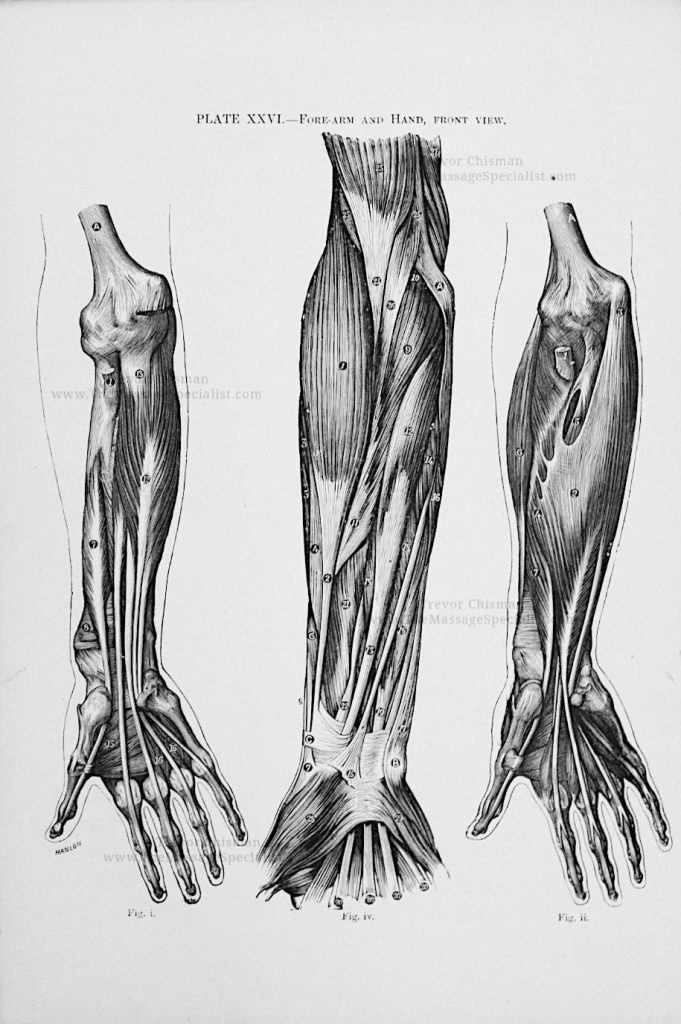 A Manual of Artistic Anatomy