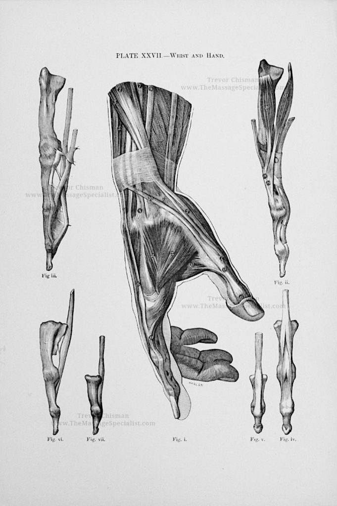 A Manual of Artistic Anatomy