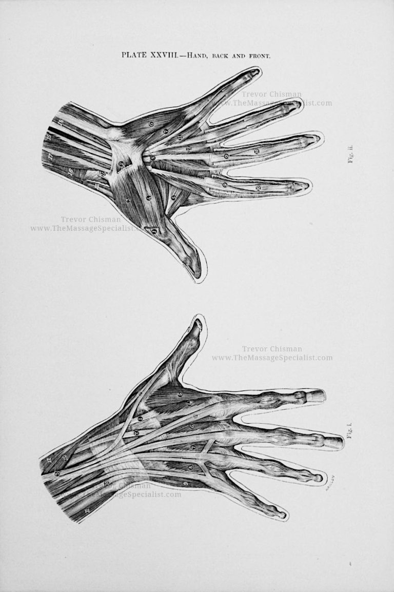 A Manual of Artistic Anatomy