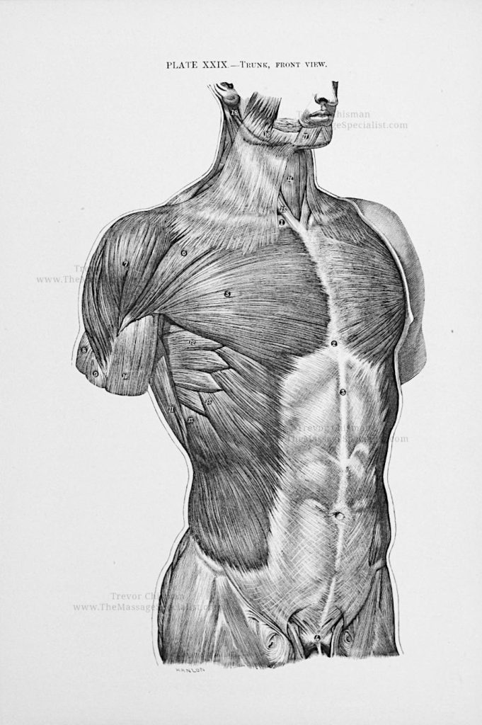 A Manual of Artistic Anatomy