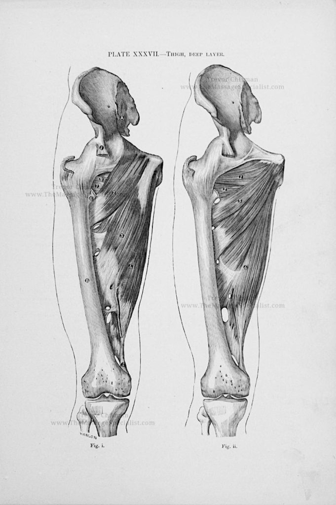 A Manual of Artistic Anatomy