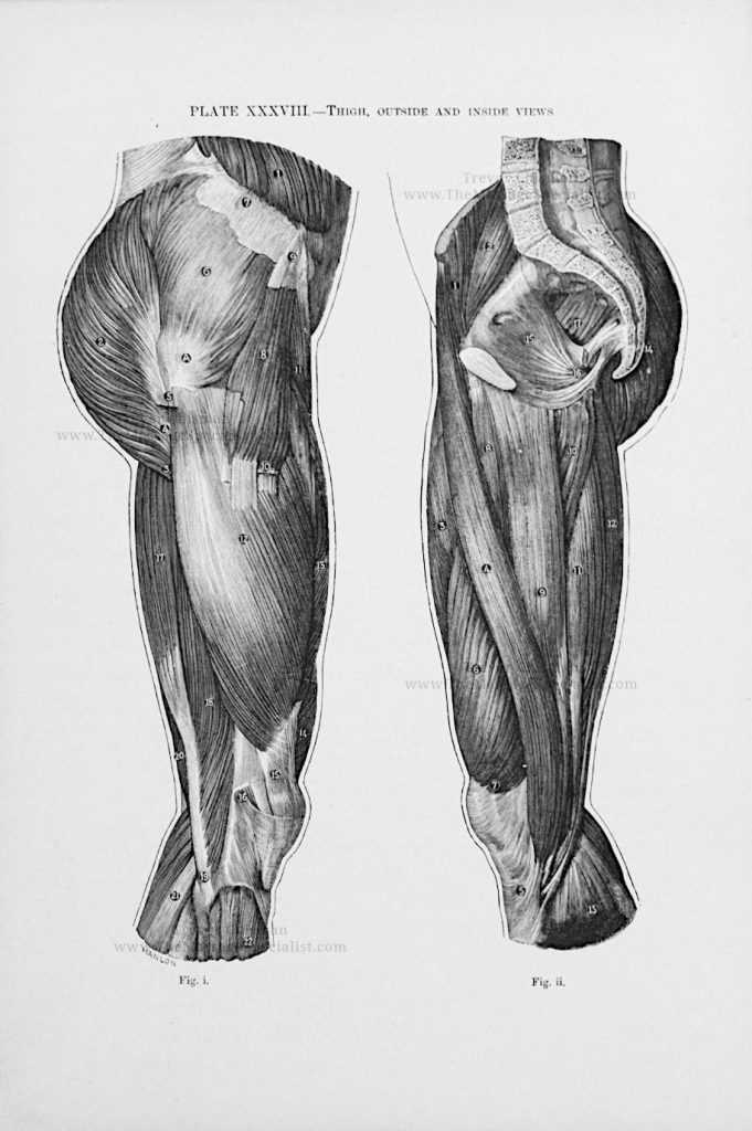 A Manual of Artistic Anatomy