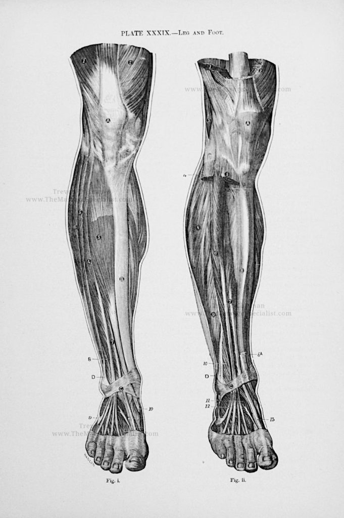 A Manual of Artistic Anatomy