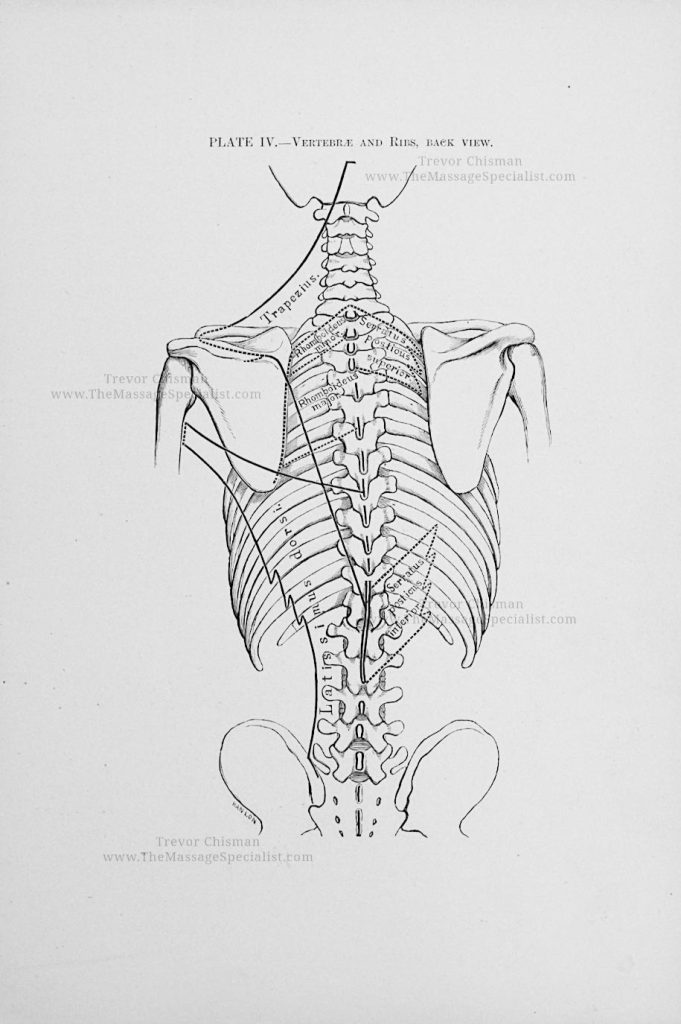 A Manual of Artistic Anatomy