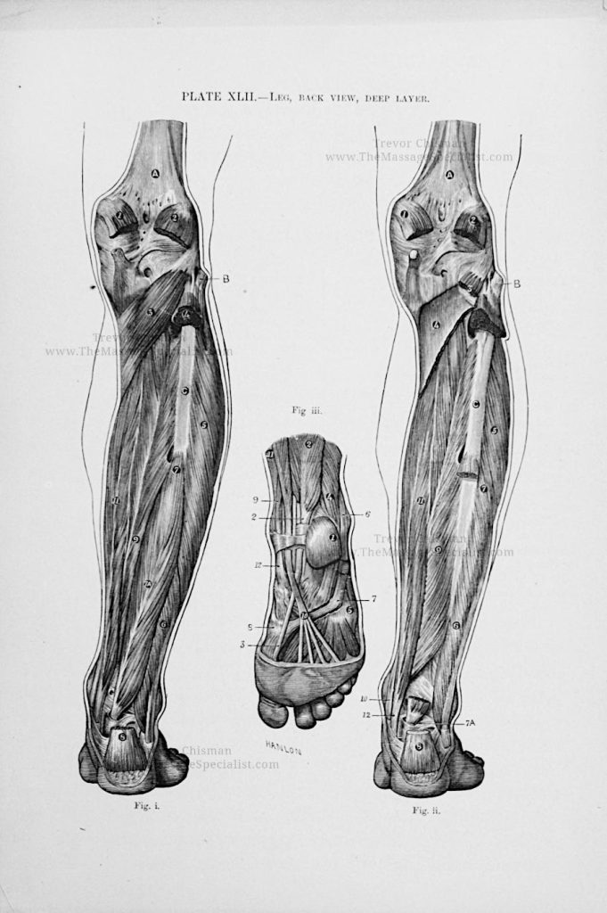 A Manual of Artistic Anatomy