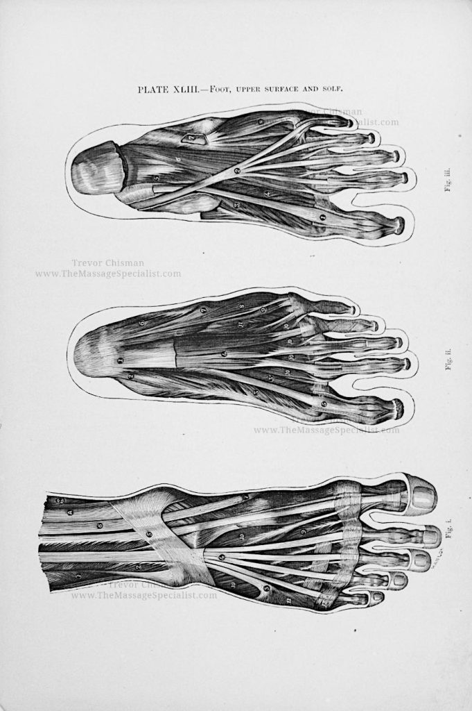 A Manual of Artistic Anatomy