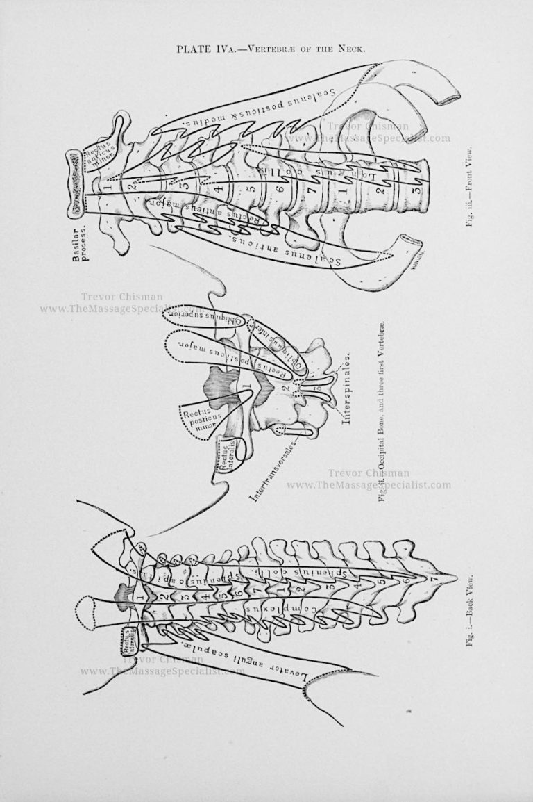 A Manual of Artistic Anatomy