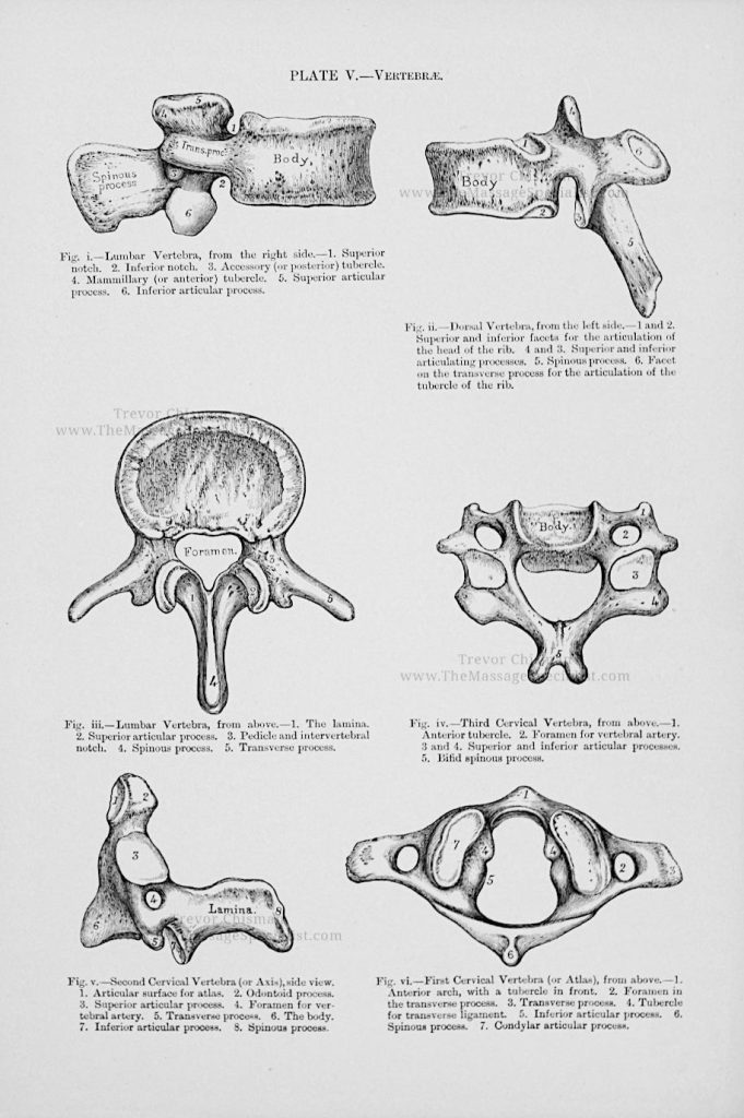 A Manual of Artistic Anatomy