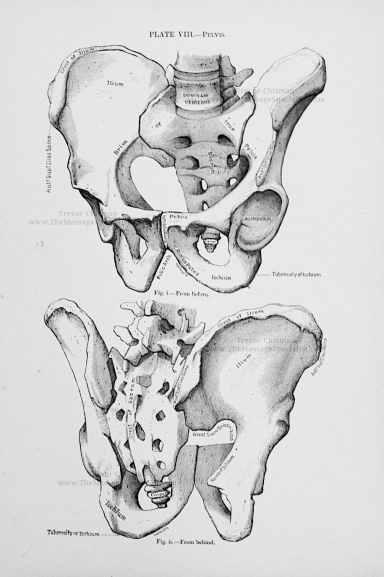 A Manual of Artistic Anatomy