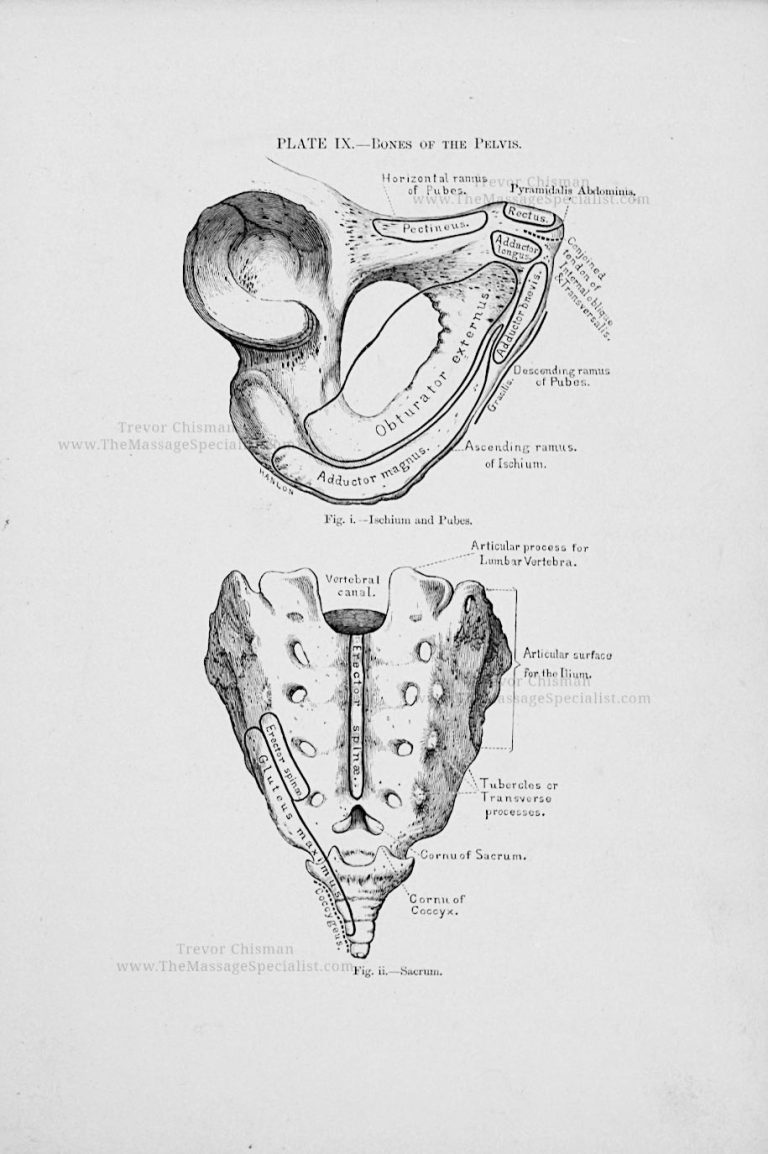 A Manual of Artistic Anatomy