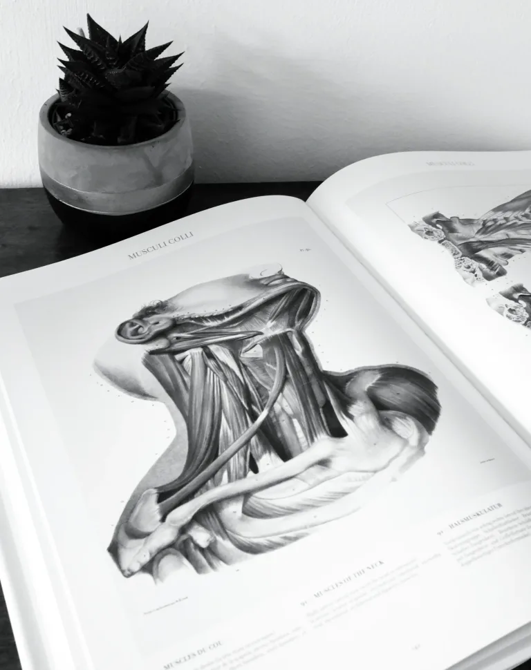 Anatomy Book Neck Muscles - The Massage Rebel